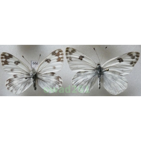 Pontia edusa (Fabricius, 1777) pair Czech66e